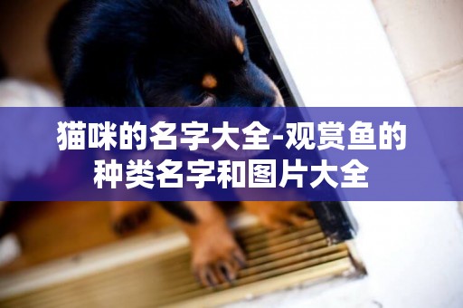 貓咪的名字大全-觀賞魚的種類名字和圖片大全