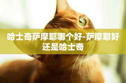 哈士奇薩摩耶哪個好-薩摩耶好還是哈士奇