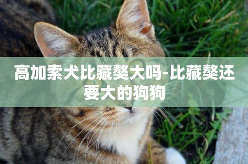 高加索犬比藏獒大嗎-比藏獒還要大的狗狗