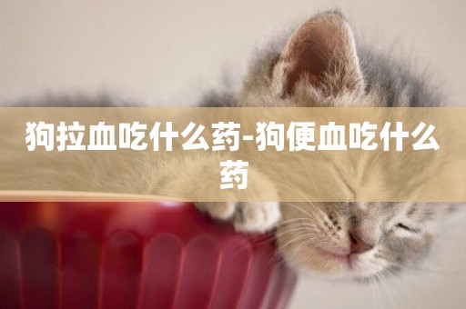 狗拉血吃什么藥-狗便血吃什么藥