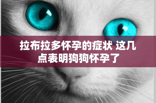 拉布拉多懷孕的癥狀 這幾點表明狗狗懷孕了