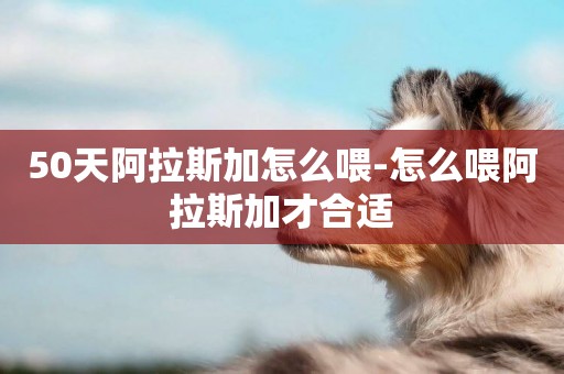 50天阿拉斯加怎么喂-怎么喂阿拉斯加才合適
