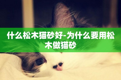 什么松木貓砂好-為什么要用松木做貓砂