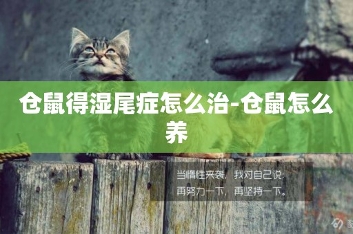 倉鼠得濕尾癥怎么治-倉鼠怎么養