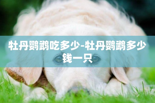 牡丹鸚鵡吃多少-牡丹鸚鵡多少錢一只