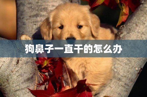 狗鼻子一直干的怎么辦