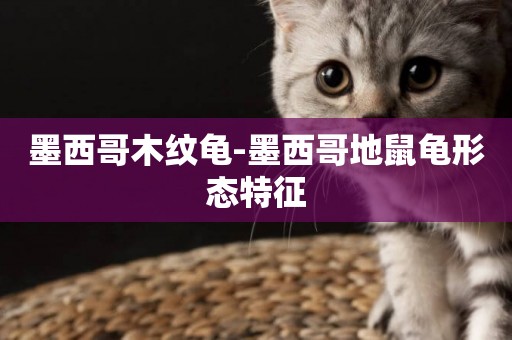 墨西哥木紋龜-墨西哥地鼠龜形態特征