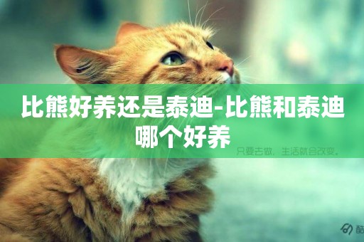 比熊好養還是泰迪-比熊和泰迪哪個好養