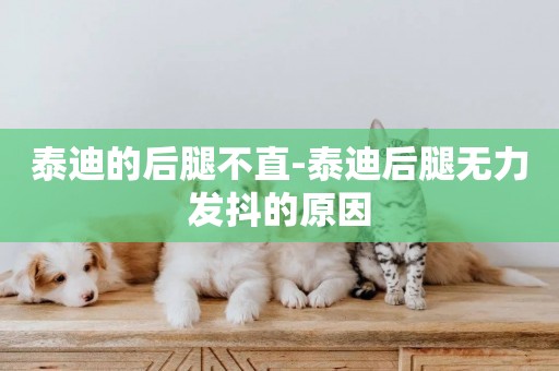 泰迪的后腿不直-泰迪后腿無力發抖的原因