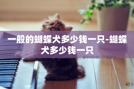 一般的蝴蝶犬多少錢一只-蝴蝶犬多少錢一只