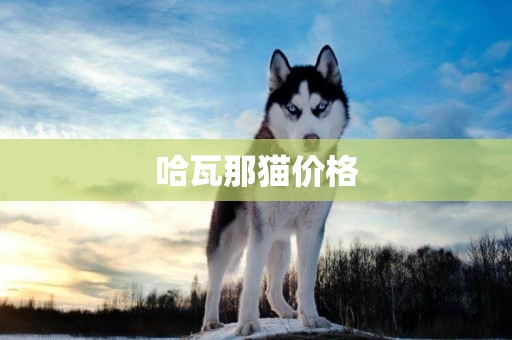 哈瓦那貓價格