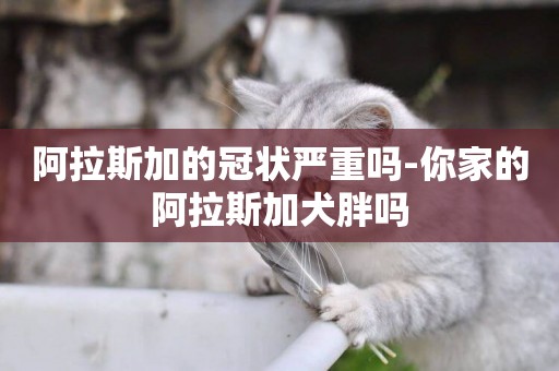 阿拉斯加的冠狀嚴重嗎-你家的阿拉斯加犬胖嗎