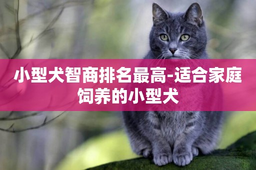 小型犬智商排名最高-適合家庭飼養的小型犬