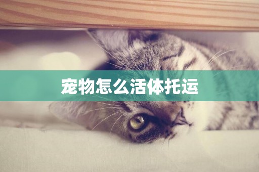 寵物怎么活體托運