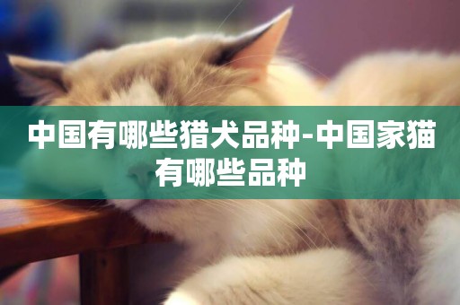 中國有哪些獵犬品種-中國家貓有哪些品種