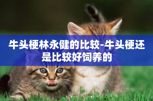 牛頭梗林永健的比較-牛頭梗還是比較好飼養的