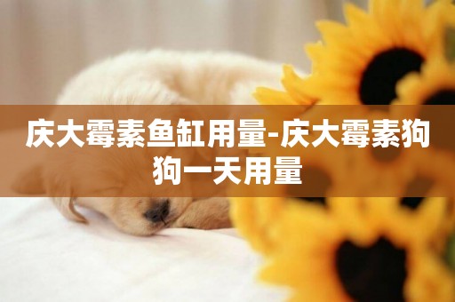 慶大霉素魚缸用量-慶大霉素狗狗一天用量