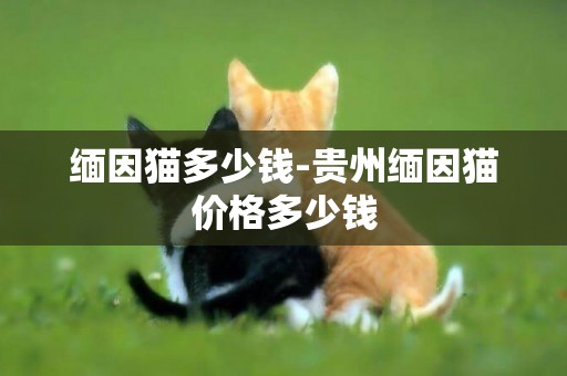 緬因貓多少錢-貴州緬因貓價格多少錢