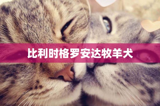 比利時格羅安達牧羊犬