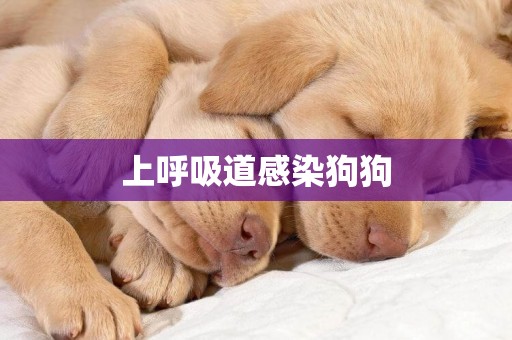 上呼吸道感染狗狗