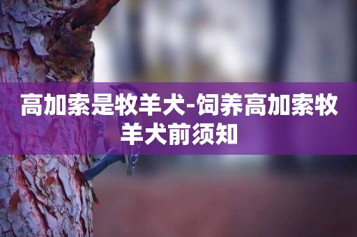 高加索是牧羊犬-飼養高加索牧羊犬前須知