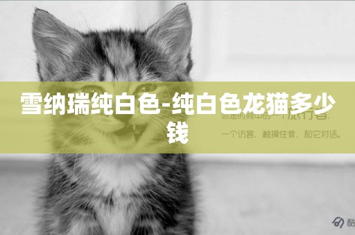 雪納瑞純白色-純白色龍貓多少錢
