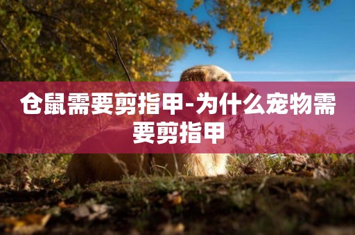 倉鼠需要剪指甲-為什么寵物需要剪指甲