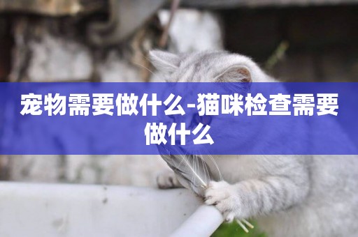 寵物需要做什么-貓咪檢查需要做什么