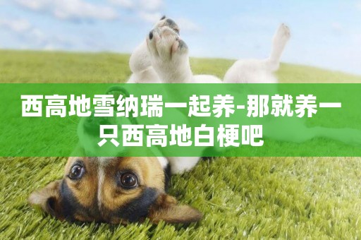 西高地雪納瑞一起養-那就養一只西高地白梗吧