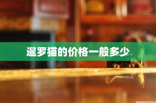 暹羅貓的價格一般多少