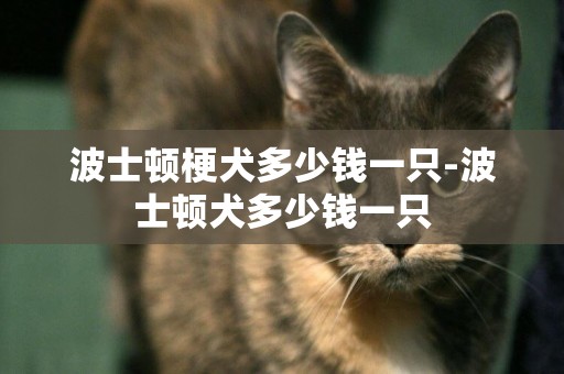波士頓梗犬多少錢一只-波士頓犬多少錢一只