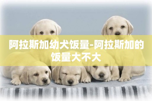 阿拉斯加幼犬飯量-阿拉斯加的飯量大不大
