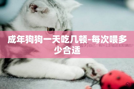 成年狗狗一天吃幾頓-每次喂多少合適