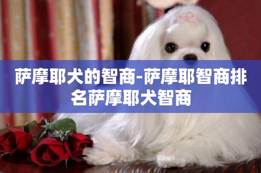 薩摩耶犬的智商-薩摩耶智商排名薩摩耶犬智商