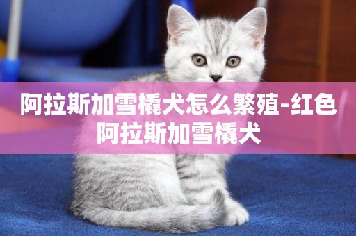 阿拉斯加雪橇犬怎么繁殖-紅色阿拉斯加雪橇犬