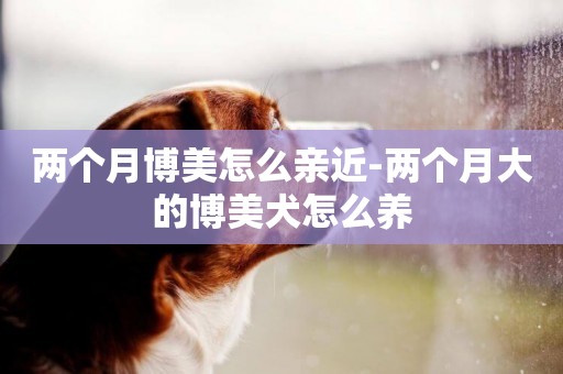 兩個月博美怎么親近-兩個月大的博美犬怎么養