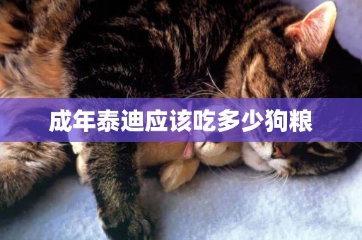 成年泰迪應該吃多少狗糧