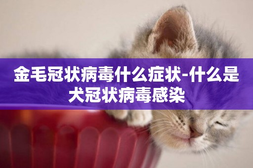 金毛冠狀病毒什么癥狀-什么是犬冠狀病毒感染