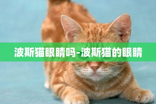 波斯貓眼睛嗎-波斯貓的眼睛