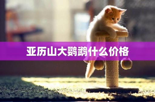 亞歷山大鸚鵡什么價格