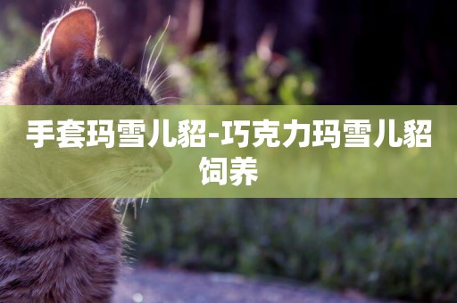 手套瑪雪兒貂-巧克力瑪雪兒貂飼養