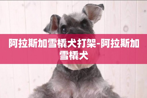 阿拉斯加雪橇犬打架-阿拉斯加雪橇犬