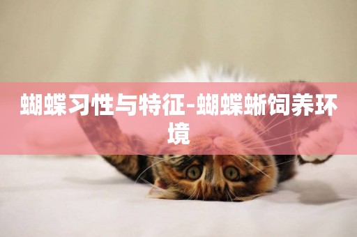 蝴蝶習性與特征-蝴蝶蜥飼養環境