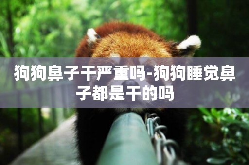 狗狗鼻子干嚴重嗎-狗狗睡覺鼻子都是干的嗎