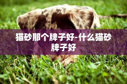 貓砂那個牌子好-什么貓砂牌子好