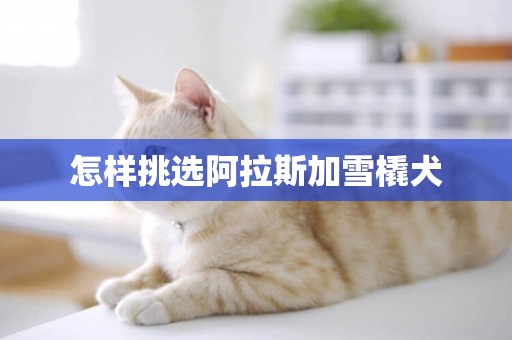 怎樣挑選阿拉斯加雪橇犬