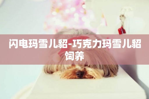 閃電瑪雪兒貂-巧克力瑪雪兒貂飼養