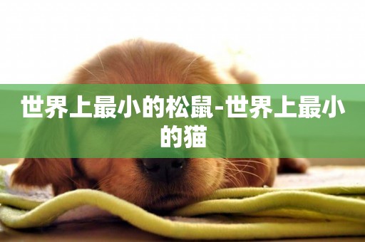 世界上最小的松鼠-世界上最小的貓