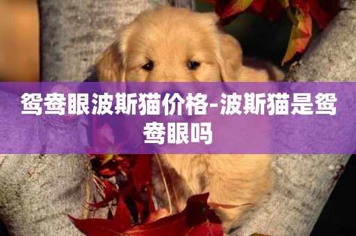 鴛鴦眼波斯貓價格-波斯貓是鴛鴦眼嗎