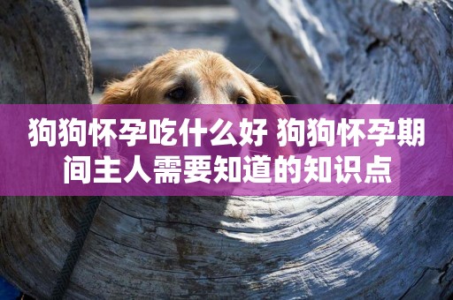 狗狗懷孕吃什么好 狗狗懷孕期間主人需要知道的知識點